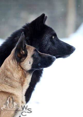 RAISING & TRAINING A WOLF-DOG, TRAINING