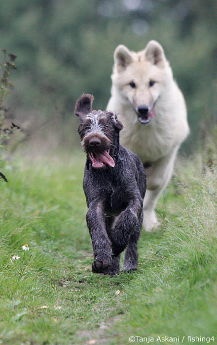 RISK-TAKING COMPARISON IN DOGS & WOLFS