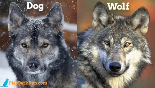 PET DOG vs WOLF