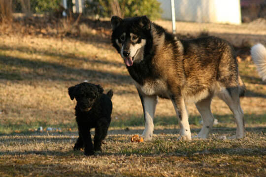 DOG vs WOLF COMPARISON: DIFFERENCE & SIMILARITY