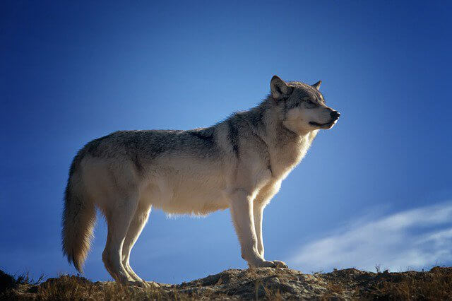 WOLVES & WOLF-DOGS AS PETS, PET DOG vs WOLF