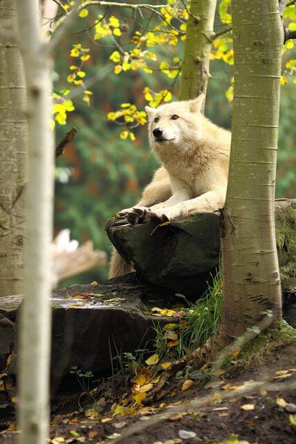 RAISING & TRAINING A WOLF-DOG, TRAINING