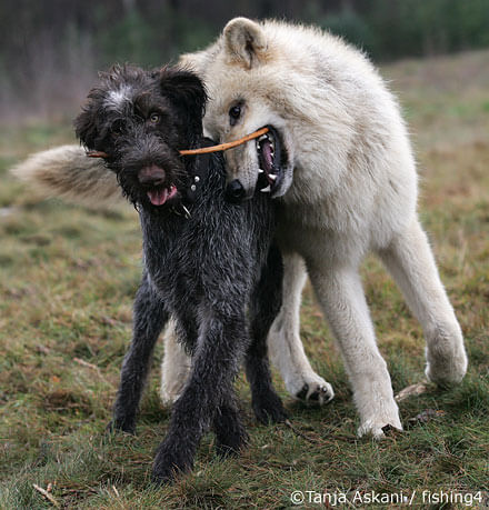 DOG AND WOLF PAWS, DOG & WOLF, DOG vs WOLF TRACKS, PAWS & STEPS IDENTIFICATION, DIFFERENCE - HOW TO DISTINGUISH WOLF TRACKS and STEPS?