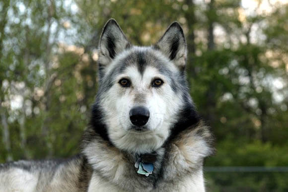 WOLFDOG: BREED SPECIFICATIONS, HYBRID DOG, MIXED DOG, DOG AND WOLF, WOLF-DOG, DOG-WOLF