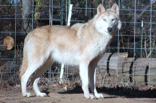 TYPES OF WOLVES