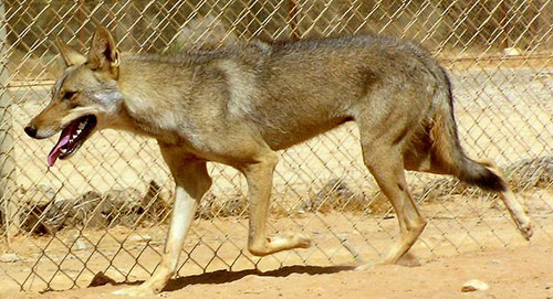 TYPES OF WOLVES