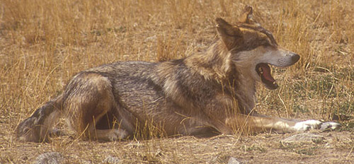 TYPES OF WOLVES