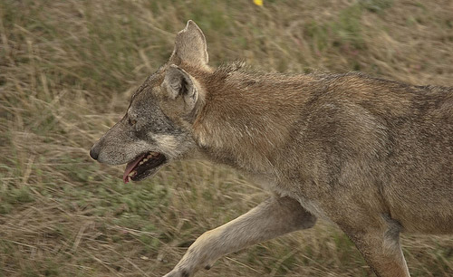 TYPES OF WOLVES