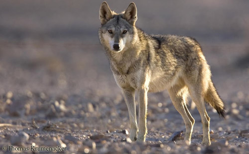 TYPES OF WOLVES