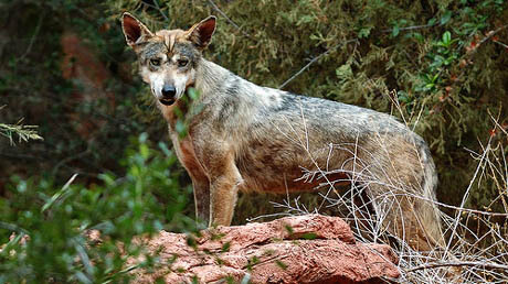 TYPES OF WOLVES