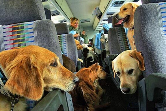 TRAVELING WITH YOUR DOG