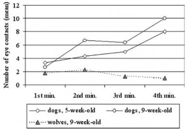 RAISING & TRAINING A WOLF-DOG, TRAINING