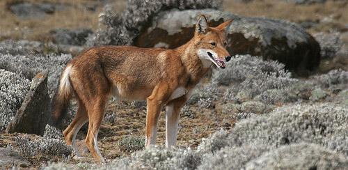 TYPES OF WOLVES