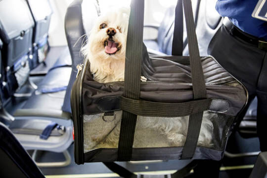 DOG TRAVEL