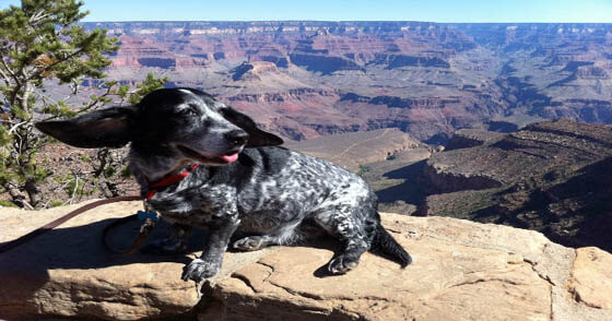 FLYING WITH YOUR DOG