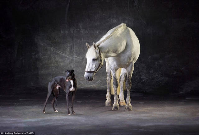 DOG AND HORSE FRIENDSHIP, DOG VS HORSE - BEST FRIENDS