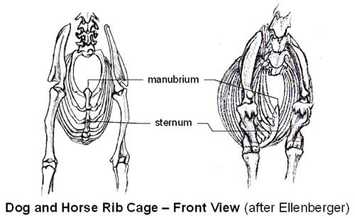 DOG AND HORSE, DOG VS HORSE ANATOMY - DIFFERENCES & SIMILARITIES