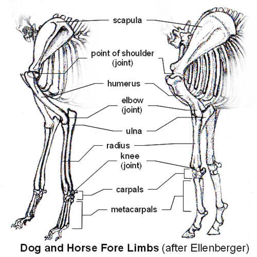 DOG AND HORSE, DOG VS HORSE ANATOMY - DIFFERENCES & SIMILARITIES