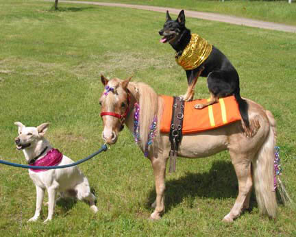 DOG AND MINIATURE GUIDE SERVICE HORSE, DOG VS MINIATURE HORSE, DOG & PONY