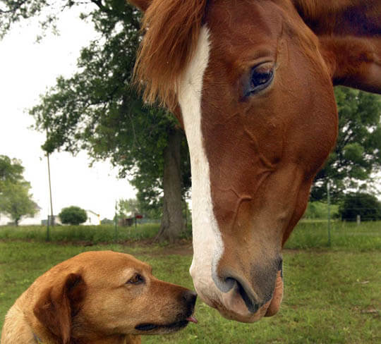 DIFFERENCES BETWEEN DOG AND HORSE