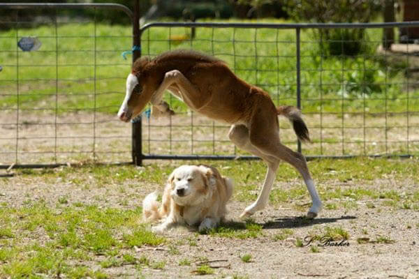 HORSE SHOW DOGS