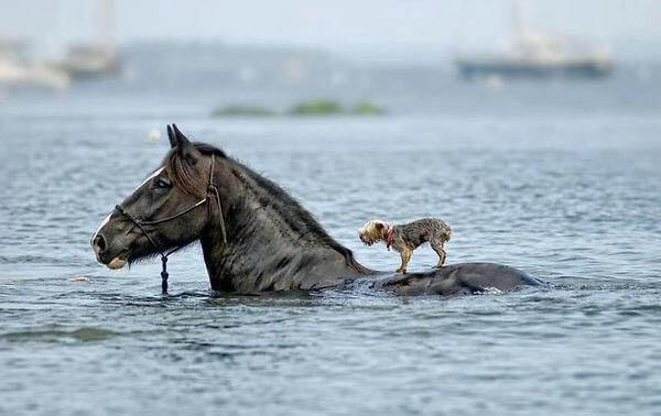 DOG AND HORSE SAFE RELATIONSHIPS