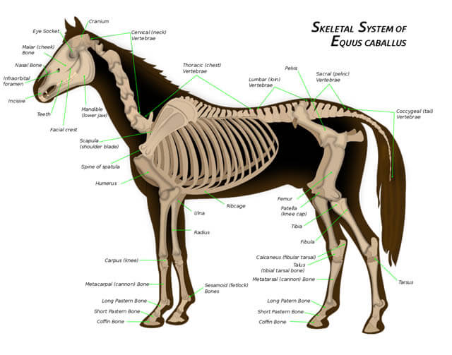 DOG AND HORSE, DOG VS HORSE ANATOMY - DIFFERENCES & SIMILARITIES