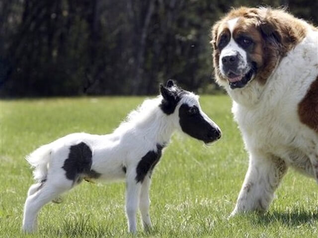 DOG AND MINIATURE GUIDE SERVICE HORSE, DOG VS MINIATURE HORSE, DOG & PONY