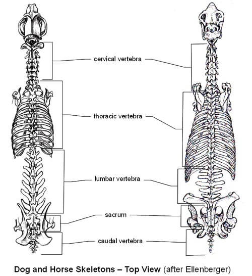 DOG AND HORSE, DOG VS HORSE ANATOMY - DIFFERENCES & SIMILARITIES