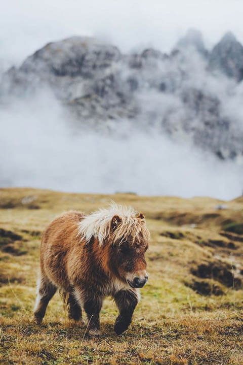 DOG AND MINIATURE GUIDE SERVICE HORSE, DOG VS MINIATURE HORSE, DOG & PONY