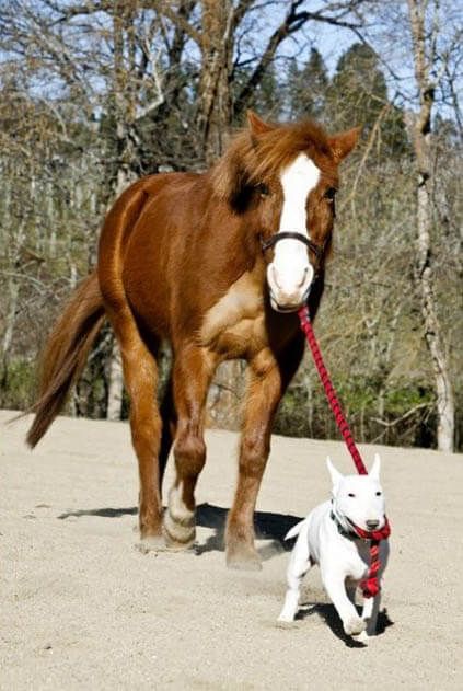 HOW TO INTRODUCE A DOG TO HORSE - DOG AND HORSE FRIENDSHIP