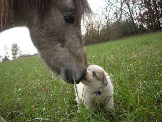 HOW TO INTRODUCE A DOG TO HORSE - DOG AND HORSE FRIENDSHIP