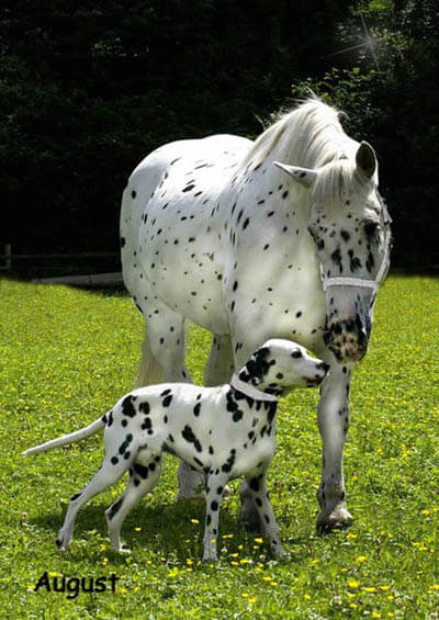 DOG AND HORSE TRAINING