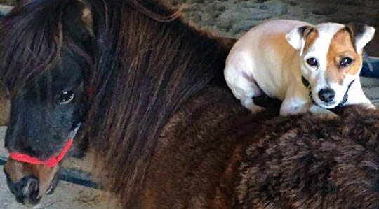 DOG AND HORSE FRIENDSHIP, DOG VS HORSE - BEST FRIENDS