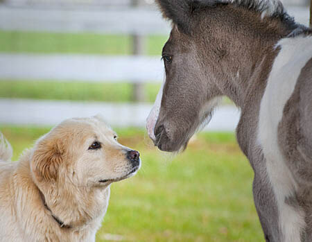 DOG AND HORSE TRAINING