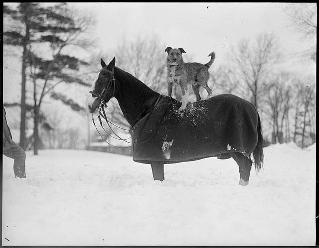 DOG VS HORSE