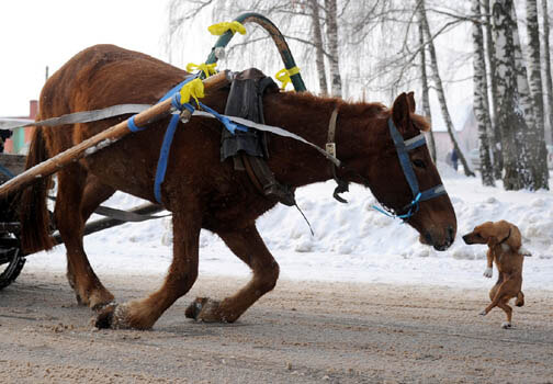 DOG AND HORSE TRAINING GUIDE & MANUAL, HOW TO TRAIN WORKING SERVICE DOG & HORSE