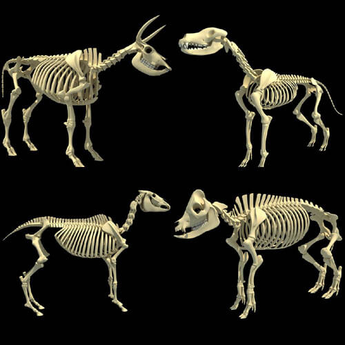 DOG AND HORSE, DOG VS HORSE ANATOMY - DIFFERENCES & SIMILARITIES