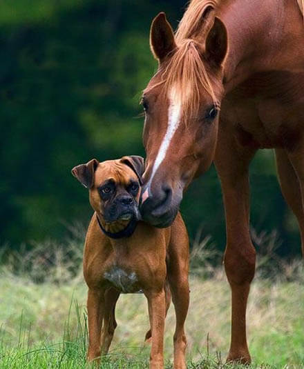 DOG AND HORSE TRAINING GUIDE, HOW TO TRAIN WORKING SERVICE DOG & HORSE