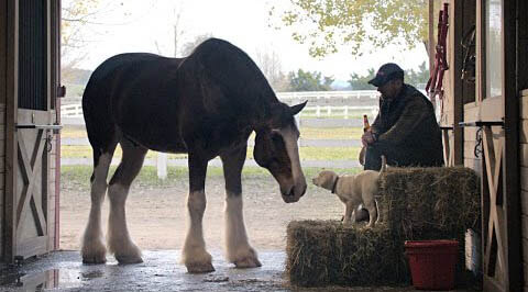 RIDING ON HORSES WITH THE DOGS