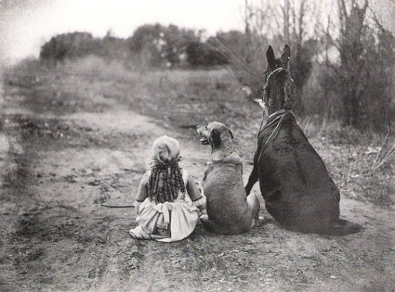 HOW TO INTRODUCE A DOG TO HORSE - DOG AND HORSE FRIENDSHIP