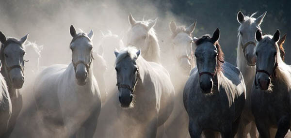 HOW TO INTRODUCE A DOG TO HORSE - DOG AND HORSE FRIENDSHIP