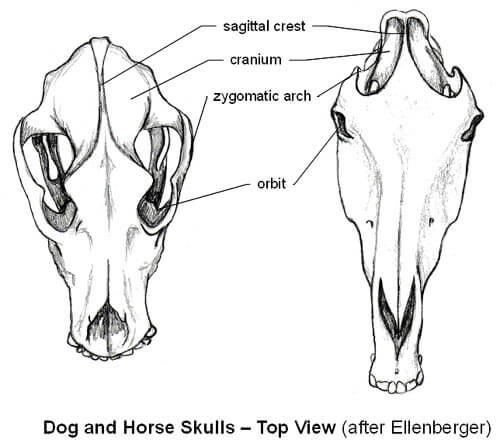 DOG AND HORSE, DOG VS HORSE ANATOMY - DIFFERENCES & SIMILARITIES