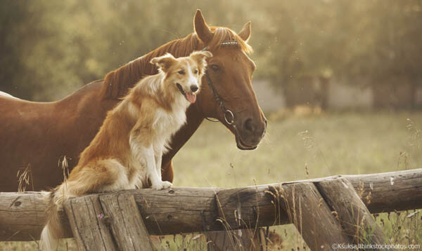 RIDING ON HORSES WITH THE DOGS