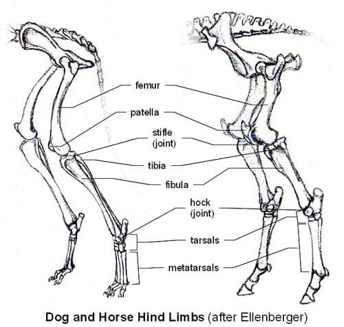 DOG AND HORSE, DOG VS HORSE ANATOMY - DIFFERENCES & SIMILARITIES