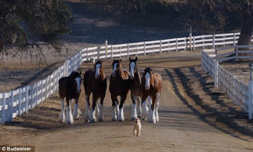 DOG AND HORSE FRIENDSHIP, DOG VS HORSE - BEST FRIENDS