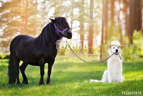 DOG AND HORSE, DOG & HORSE INTELLIGENCE: IS HORSE SMARTER THEN A DOG?