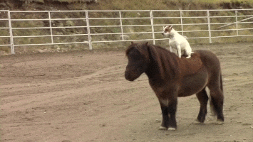 DIFFERENCES BETWEEN DOG AND HORSE