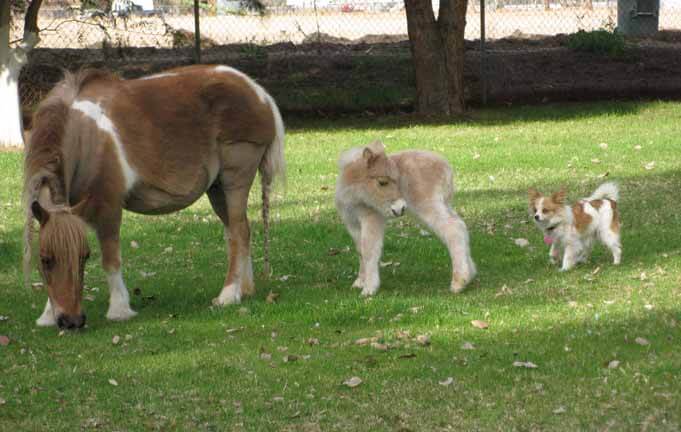 DOG AND HORSE TRAINING GUIDE