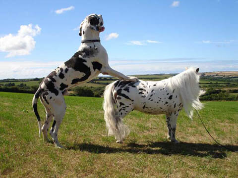 DOG AND HORSE FRIENDSHIP, DOG VS HORSE - BEST FRIENDS